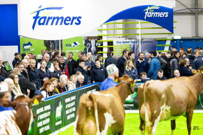 Livestock judging and spectators at AgriScot.
